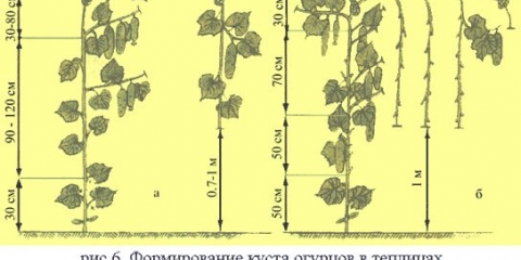 Kako uštipati krastavce u stakleniku